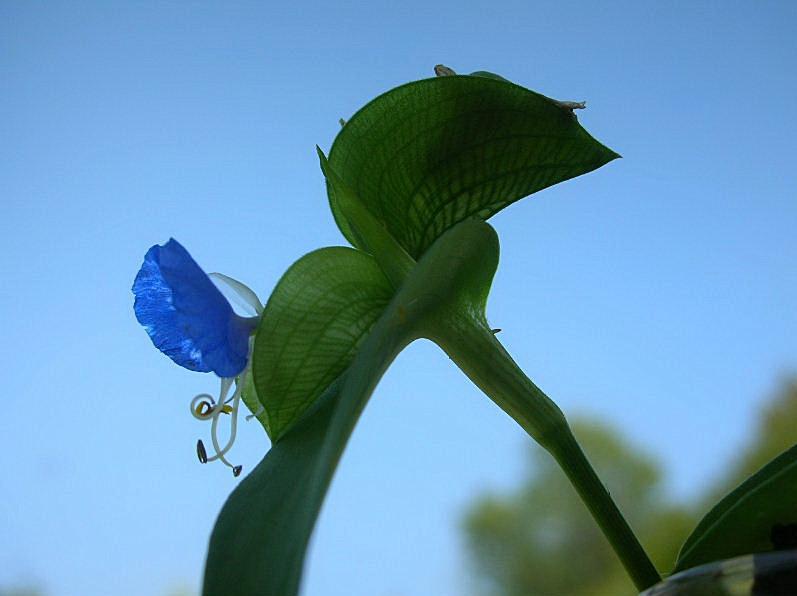 Commelina communis / Erba-miseria asiatica